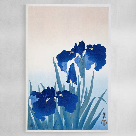 Iris flowers