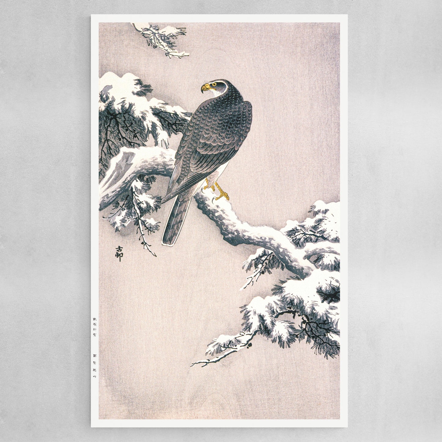 Goshawk on Snow-covered Pine Bough