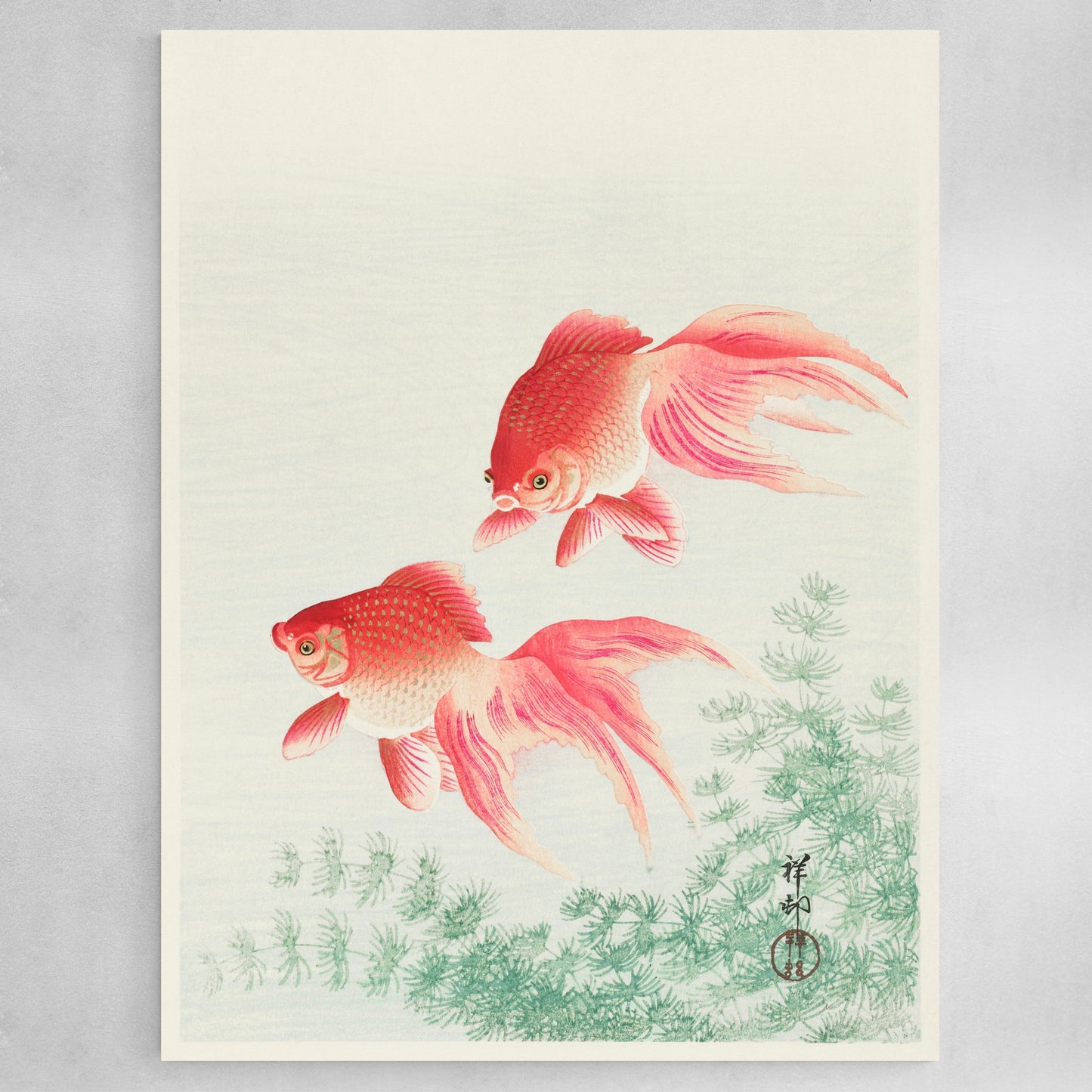 Two veil goldfish