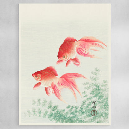 Two veil goldfish