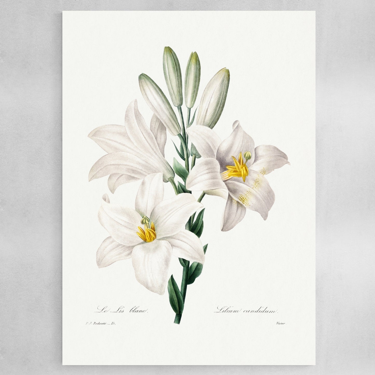 Madonna Lily