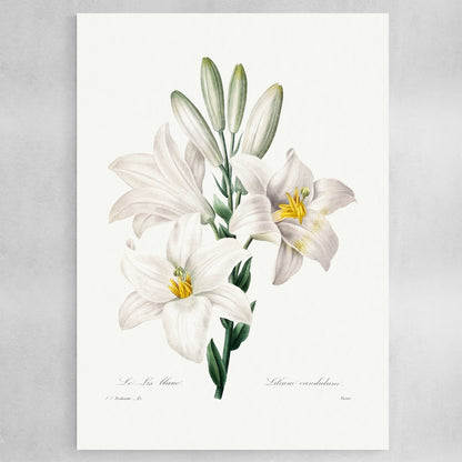 Madonna Lily