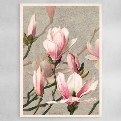 Magnolia