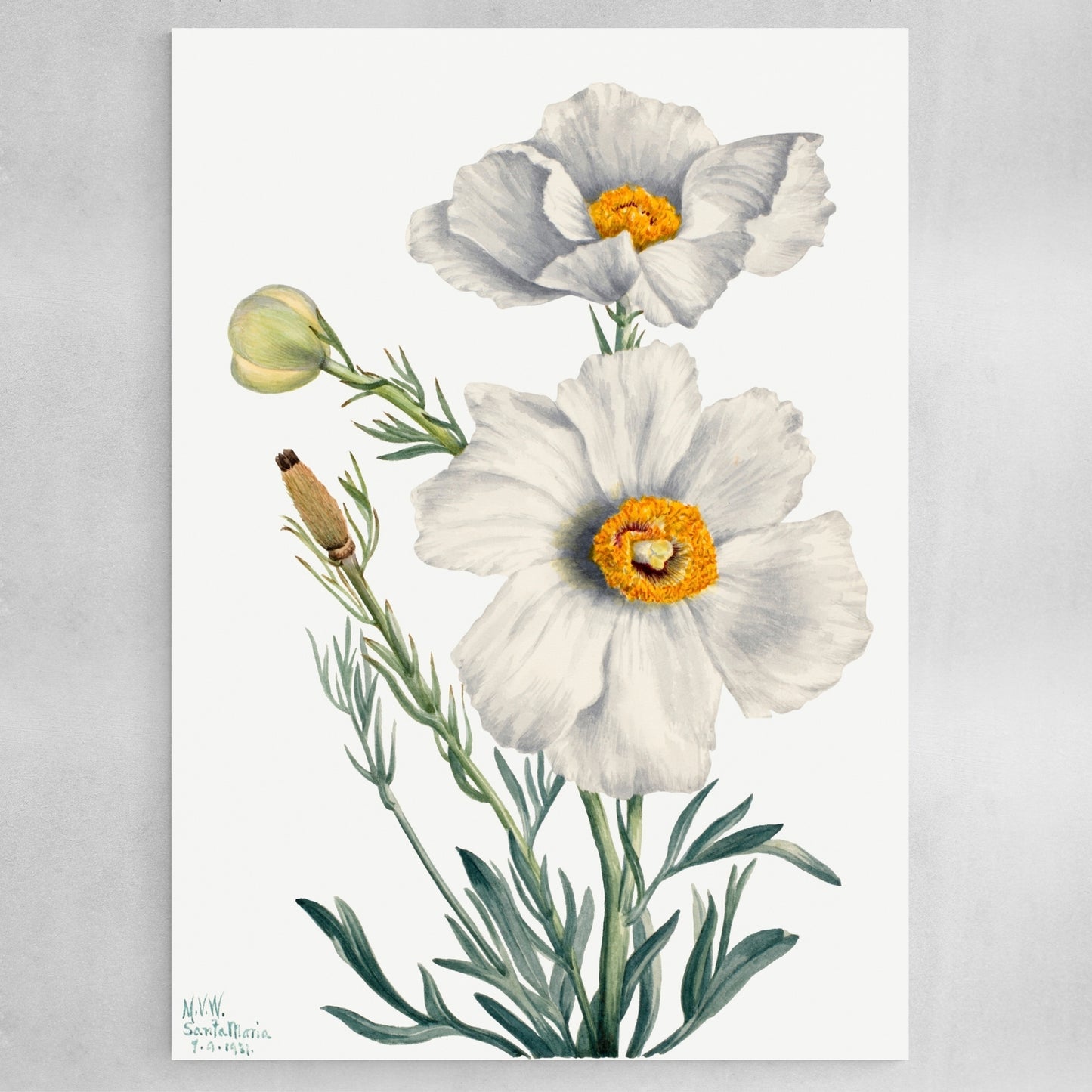 Matilija Poppy