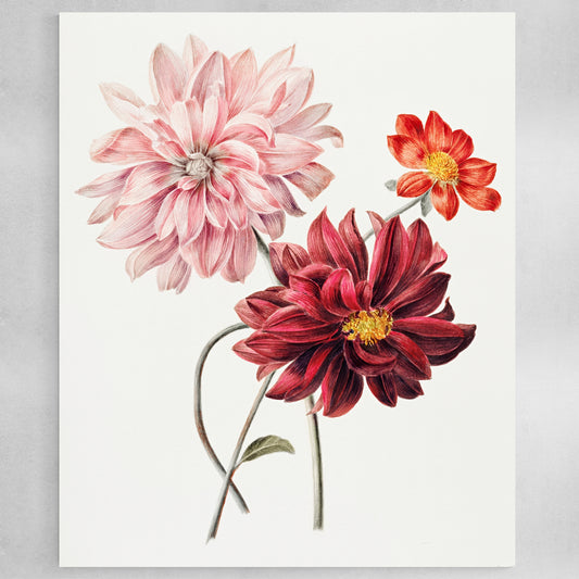 Dahlias